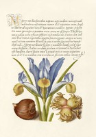 Kalligráfia arany iniciálé kézírás botanikai illusztráció írisz mogyoró 16.sz antik kézirat reprint