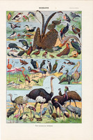 Madarak II. (2), színes nyomat 1923, francia, 19 x 29 cm, lexikon, eredeti, madár, strucc, pelikán