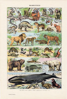 Emlősök I. (2), színes nyomat 1923, francia, 19 x 29 cm, lexikon, eredeti, állat, oroszlán, medve