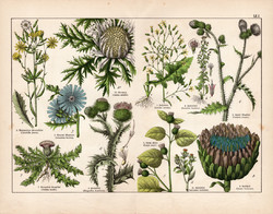 Szamárbogáncs, articsóka, szártalan bábakalács, litográfia 1887, eredeti, növény, virág, nyomat