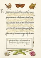 Mira Calligraphiae Monumenta antik kézirat díszes kalligráfia reprint lepke pók moly százszorszép
