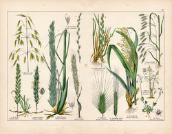 Abrakzab, hajperje, árpa, köles, angolperje, rozs, litográfia 1887, eredeti, növény, virág, nyomat
