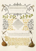 Mira Calligraphiae Monumenta kézirat díszes szöveg arany kalligráfia reprint csiga kakukkfű rovarok