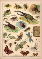 Méh, szitakötő, pillangó, lepke, bogár, litográfia 1899, eredeti, 24 x 34 cm, nagy méret, állat