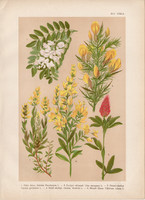 Magyar növények (45), litográfia 1903, színes nyomat, virág, ákácz, reketty, lóhere, sül - zanót