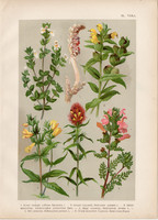 Magyar növények (40), litográfia 1903, színes nyomat, virág, vicsorgó, kakastaréj, csormolya