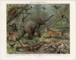 Keleti, ázsiai állatvilág, litográfia 1894, német nyelvű, eredeti, színes nyomat, Ázsia, elefánt