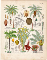 Növények (82), színezett fametszet 1854, német, növény, pálma, datolya, kókusz, bételpálma, cikász