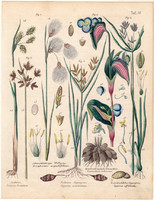 Növények (13), színezett fametszet 1854, növény, virág, gyapjúsás, tavi káka, földi mandula, palka