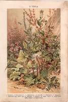 Növények (2), litográfia 1904, színes nyomat, magyar, természetrajz, növény, repcsény, libapimpó