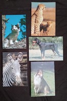 Állatokat ábrázoló képeslapok