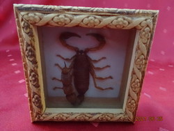 Barna skorpió díszdobozban üveglap alatt, mérete: 10,5 x 10,5 x 4 cm. Vanneki!