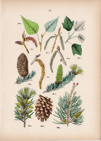 Fehér nyár, fekete nyár, erdeifenyő, lucfenyő, fenyő litográfia 1884, növény, fa, virág, toboz