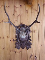 Deer antler trophy.1980 Mónosbél.
