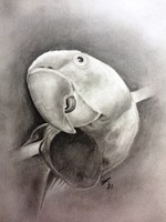 Állati jó arcok! Papagáj portré, grafika, papíron, szignózott, egyetlen példány, üvegezett keretben