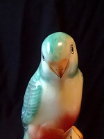 Aranyos Bodrogkeresztúri  papagáj