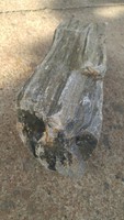 Rarity! More than 1000 years old fossilized wood stone wood stone formation