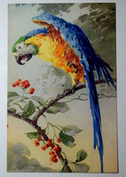 Antik festmény képeslap  papagáj