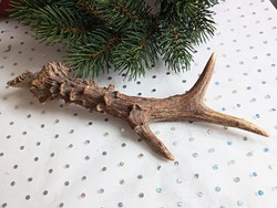 Igazi őz agancs karácsonyi dekoráció 23cm