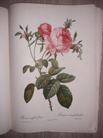 20 darab litográfia együtt virágok The best of Redoutés Roses rózsa könyv rendkívüli nyomattal