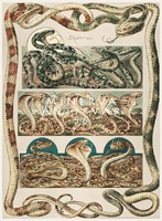 Kígyók A.Seder 1896 szecessziós nyomat reprint, támadó pápaszemes kobra vipera mérgeskígyó hüllő