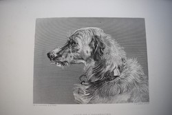Sir Edwin Henry Landseer , kutya kép , acél metszet , 19. század könyv lap Head of a Deerhound