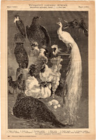 Válogatott szárnyas állatok (1), egyszín nyomat 1885, Magyar Lexikon, Rautmann , galamb, tyúk, kakas