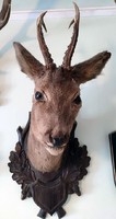 Deer head preparation