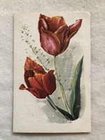 Régi Virágos képeslap, Tulipán