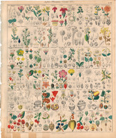 Növény rendszertan (22), litográfia 1843, virág, rózsa, decumaria, francoa, szamóca, varázsmogyoró