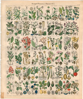 Növény rendszertan (14), litográfia 1843, virág, gombvirág cserje, isertia, buzér, kalmia, galajok