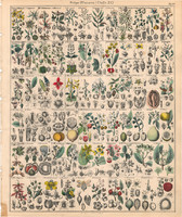 Növény rendszertan (17), litográfia 1843, virág, ruta, citrom, birs, krameria, coriaria, rambután