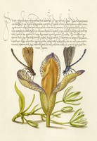Medieval botanical drawing iris dragonfly calligraphy handwriting flower 16.An antique manuscript reprint