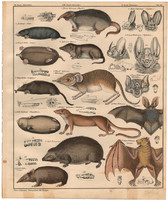 Animals (89), lithograph 1843, animal, bat, mole, spear bat, hedgehog, tanrek, bristle