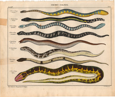 Állatok (61), litográfia 1843, állat, kígyó, piton, csápos kígyó, chersydrus, hydrophis, tengeri