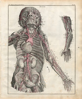 Anatomy (7), lithography 1843, human, human, body, blood vessel, vein, blood supply, blood