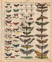 Állatok (38), litográfia 1843, állat, rovar, lepke, pillangó, kacsafarkú szender szőlőszender hernyó