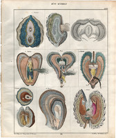Állatok (8), litográfia 1843, állat, kagyló, tenger, óriáskagyló, osztriga mytilus, nagy sonkakagyló
