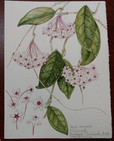 Varga Emma: Viaszvirág - botanikai akvarell