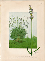 Közönséges levendula, litográfia 1903, eredeti, növény, nyomat, Lavandula Spica, gyógynövény, virág