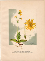 Hegyi árnika, litográfia 1903, eredeti, növény, nyomat, Arnica Montana, gyógynövény, virág