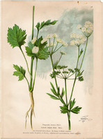 Anise, fennel, lithograph 1903, original, plant, print, pimpinella anisum, herb