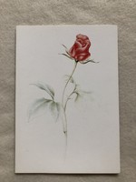 Postatiszta Virágos képeslap - Richter Ilona grafika  -  " Rózsa "