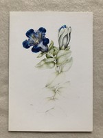 Postatiszta Virágos képeslap - Richter Ilona grafika  -  " Tárnics "