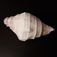 Apartment decoration! Beautiful large shells in Indian Ocean