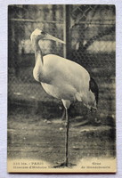 Antik üdvözlő fotó képeslap Daru madár a Párizsi állatkertben