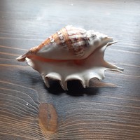 Apartment decoration! Shells in the Indian Ocean!