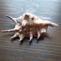 Shells in the Indian Ocean