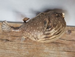 Régi Gömbhal Puffer Fish Preparátum Taxidermia Naturkammer gyűjteményből