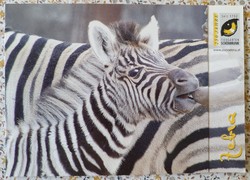Képeslap üdvözlőlap üdvözlőkártya levelezőlap postatiszta zebra